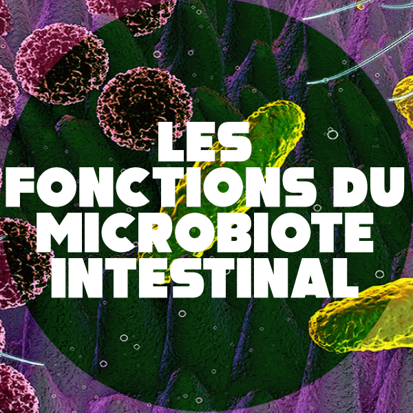 Le microbiote intestinal joue un rôle sur le système immunitaire des êtres humains
